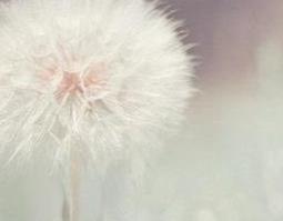 白色蒲公英有什么功效 蒲公英的白色汁液有什么功效