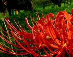 石蒜的功效与作用(石蒜的功效与作用及禁忌症)