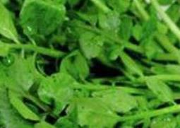 苜蓿酵素的功效与作用 苜蓿酵素的功效与作用及禁忌