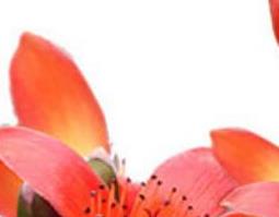 木棉花泡脚的功效与作用（木棉花泡脚的功效与作用禁忌）