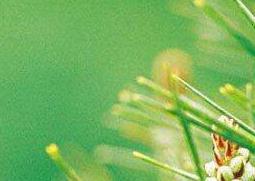 松针酒如何做 松针酒如何做好喝