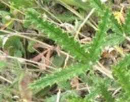 翻白草的功效与作用（翻白草的功效与作用及禁忌）