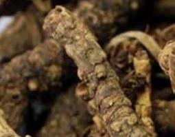 胡黄连的功效与作用及禁忌