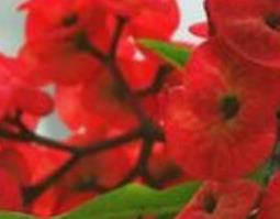 刺梅果花泡水喝的功效与作用(刺梅果花泡水喝的功效与作用是什么)