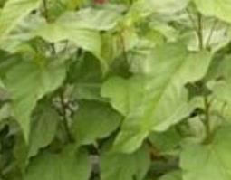 百香草的功效与使用方法 百香草的功效与使用方法图片