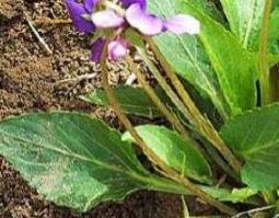 六月寒的功效与作用 六月寒的功效与作用禁忌