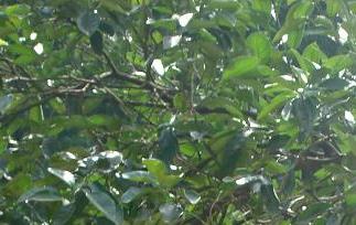 孕妇能吃柚子吗,孕妇可以吃柚子（孕妇能吃柚子吗,孕妇可以吃柚子嘛）