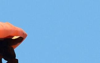 柿子不能与什么同吃