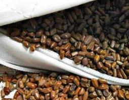 决明子枕头不适宜人群 决明子的枕头好不好