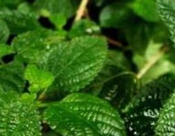 臭草的功效与作用及药用价值