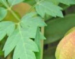 炮掌果的功效与作用（炮掌果实物图片）