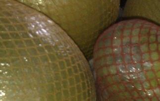 冬天是吃柚子好吗（冬天吃柚子有哪些好处）