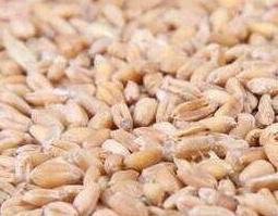 浮小麦的功效与作用及药用价值 浮小麦的功效与作用,浮小麦的副作用