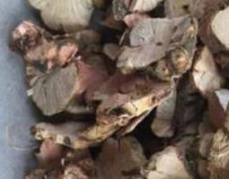 野南荞根的功效与作用（野荞麦根的功效与作用点）