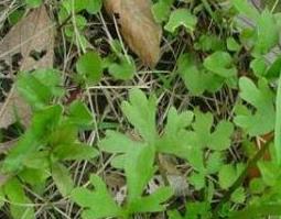 三散草的功效与作用 三散草的副作用