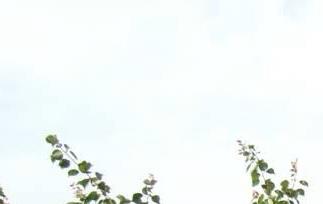 杏仁的营养和食疗作用（杏仁的营养和食疗作用禁忌）