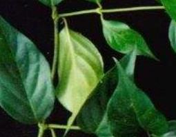 大茶药的功效与作用及禁忌 什么是大茶药