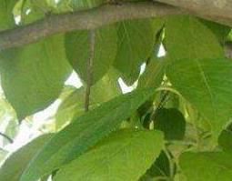 通脱木和八角金盘的区别 八角金盘是什么木