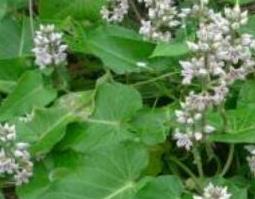 萝藦的功效与作用及药用价值 萝藦的药用价值及用法