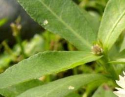 泡掌筒的功效与作用（泡掌筒的功效与作用及禁忌）