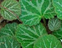 耳草的功效与作用及禁忌 耳草的功效与作用及禁忌是什么