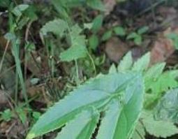 世界八大壮阳植物(世界八大壮阳植物黑桑葚)