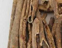 南五加与北五加的区别 南五加与北五加的区别是什么