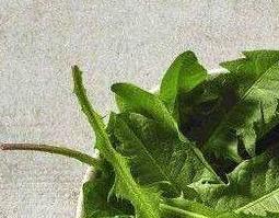 蒲公英的叶子怎么吃（蒲公英的叶子怎么吃不苦）