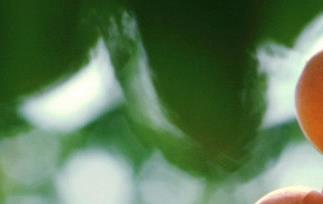 杏的食用方法与宜忌（杏的食用方法与宜忌图片）