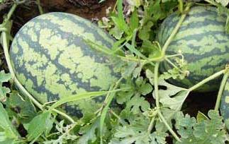 西瓜的种类有哪些,西瓜的品种 西瓜的种类有多少种类