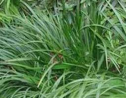 石菖蒲的功效与作用及禁忌有哪些（石菖蒲的功效与作用及禁忌症有啥）