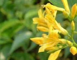 大茶药根的功效与作用 大茶叶根的功效与作用