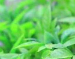 野辣椒草有什么功效 野生辣椒草