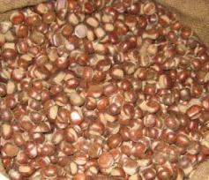 鲜栗子的营养价值