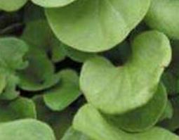 马蹄草怎么吃 马蹄草怎么吃效果好一点?