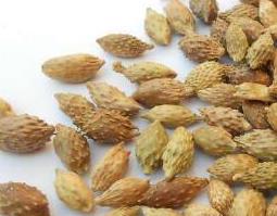 苍耳子的功效与作用及禁忌 苍耳子的功效与作用及禁忌、副作用