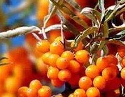 沙棘汗蒸排毒的功效与作用 沙棘汗蒸排毒的功效与作用及禁忌