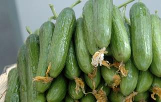 什么是乳瓜 什么是乳瓜品种产量大