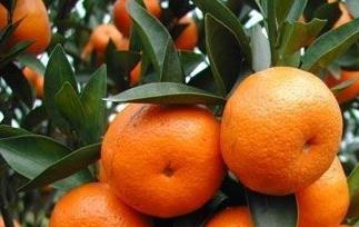 吃沙糖桔会上火吗（吃沙糖桔会上火吗怎么办）