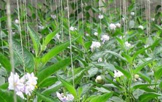 人参果种类,人参果长什么样（人参果种类,人参果长什么样图片）