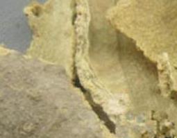 椿白皮的功效与作用及食用方法 椿白皮的功效与作用吃法