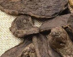 炮姜的功效与作用（炮姜的功效与作用与主治）