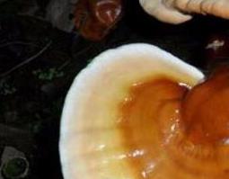 白灵芝的功效与作用 白灵芝的功效与作用及食用方法