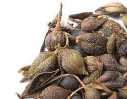 连翘的美容功效与作用 连翘的美容功效与作用禁忌