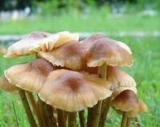 鸡纵菌的功效和做法（鸡枞菌作用与功效）