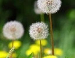 蒲公英茶的功效与作用及食用好处