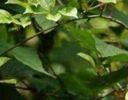 五香藤的功效与作用（五香藤的功效与作用图片）