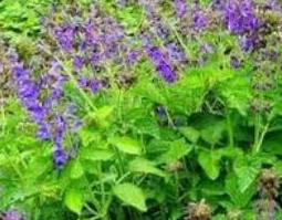 丹参花的功效与作用（丹参红花的功效）