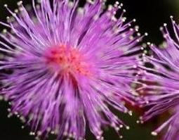 紫色蒲公英的功效与作用 紫色花蒲公英和其他蒲公英的功效