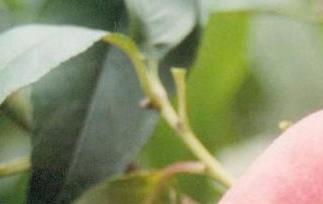 蟠桃营养价值有哪些（蟠桃有什么营养）